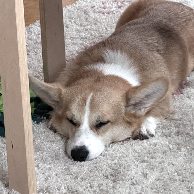 A cute picture of Ollie
